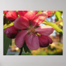 Suche nach rosa baum poster Jede person
