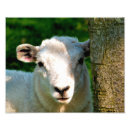 Suche nach kleines lamm poster Niedlich