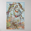 Suche nach afrikanischer vogel poster Vögel