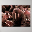 Suche nach walrus poster Alaska