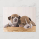 Suche nach basenji postkarten Tier