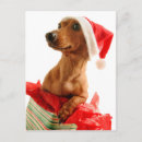 Suche nach dackel spaß karten Weihnachtsmannmütze