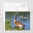 Suche nach goose postkarten Kanadengas