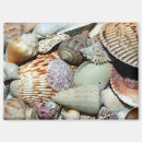 Suche nach muscheln magnete Für alle