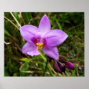 Suche nach lila orchideen poster Natur