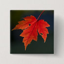 Suche nach ahorn buttons Baum