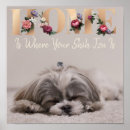 Suche nach shih tzu poster Liebe