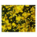 Suche nach chrysanthemen poster Pflanze