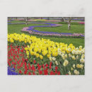 Suche nach narziss postkarten Blume