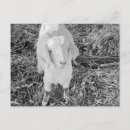 Suche nach weiße ziege postkarten Für alle