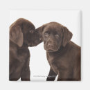 Suche nach labrador welpe magnete Baby