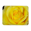 Suche nach rosen blumenmagneten magnete Für alle