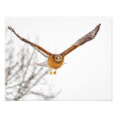 Suche nach raubvogel kunst Fliegen