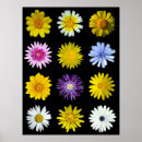 Suche nach spezies poster Weiblich