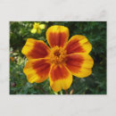 Suche nach ringelblume postkarten Natur