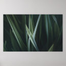 Suche nach green leaves poster Plant