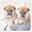 Suche nach shiba inu welpe aufkleber Hund