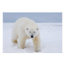 Suche nach eisbär schnee poster Fauna