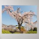 Suche nach kirschbaum poster Kirschblüte