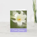 Suche nach osterlilien karten Blume