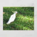 Suche nach schwefel postkarten Vogelvogel