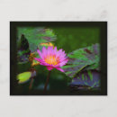 Suche nach lotus postkarten Tropisch