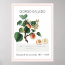 Suche nach aprikosen poster Aquarell