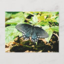 Suche nach weißer schmetterling postkarten Jede person