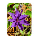 Suche nach clematis magnete Pflanze