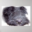 Suche nach scottish flag poster Schwarzer hund