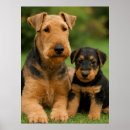 Suche nach airedale poster Terrier