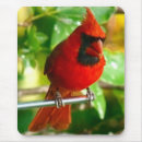 Suche nach kardinal vogel mousepads Natur