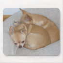 Suche nach chihuahua hund mousepads Niedlich