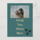 Suche nach hund und knochen postkarten Kaninchen