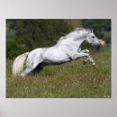 Suche nach splitter poster Tier