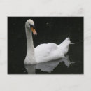Suche nach swan postkarten Bezaubernd