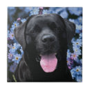Suche nach schwarzer labrador fliesen Schwarzes labor