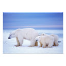 Suche nach eisbär schnee poster Raubtier