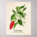Suche nach paprika poster Chili