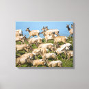 Suche nach nationalparks leinwandbilder Wildtiere
