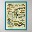 Suche nach aal poster Meereslebewesen