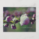 Suche nach mandeln postkarten Blume