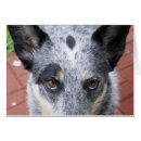 Suche nach dingo postkarten Hund