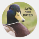 Suche nach gelbe enten aufkleber Fotografie