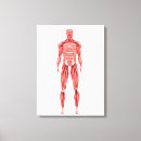 Suche nach muskulös leinwandbilder Medizinisch