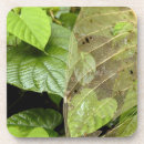 Suche nach costa rica untersetzer Regenwald