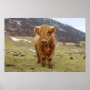 Suche nach highland cattle poster Scottish