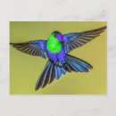 Suche nach bunter kolibri postkarten Kolibris