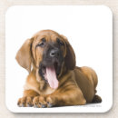 Suche nach babytier untersetzer Tiere