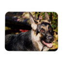Suche nach german shepherd magnete Haustiere